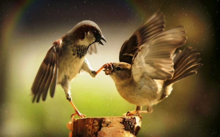 Two sparrows fighting over food in the rain