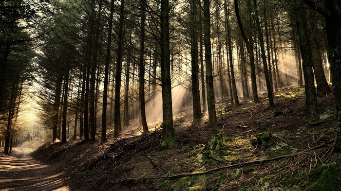 Sun rays filtering through a pine forest with a dirt path
