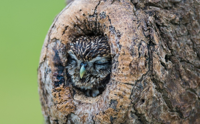 A small owl sleeping in a tree hollow
