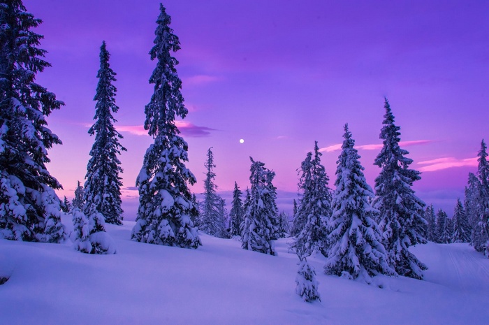 Snow-covered trees under a purple twilight sky