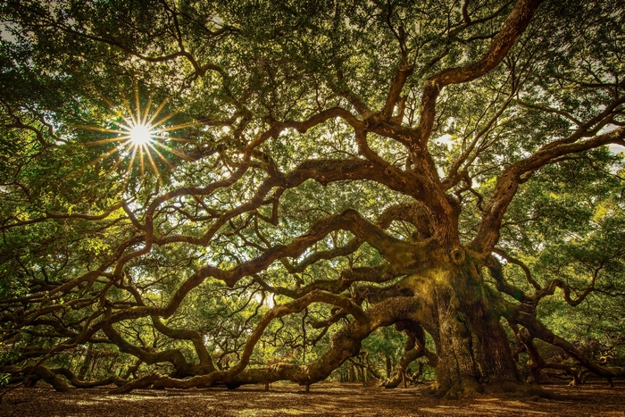 Angel Oak Tree with Sunburst