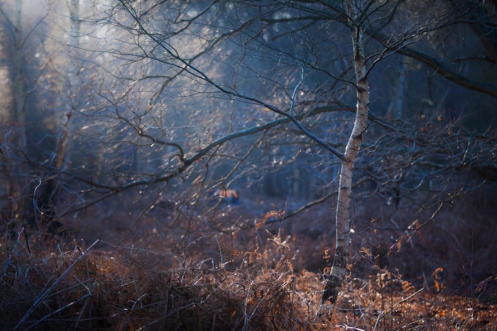 Bare trees and ferns in a misty forest