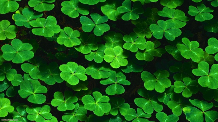 Green shamrocks and clover leaves pattern