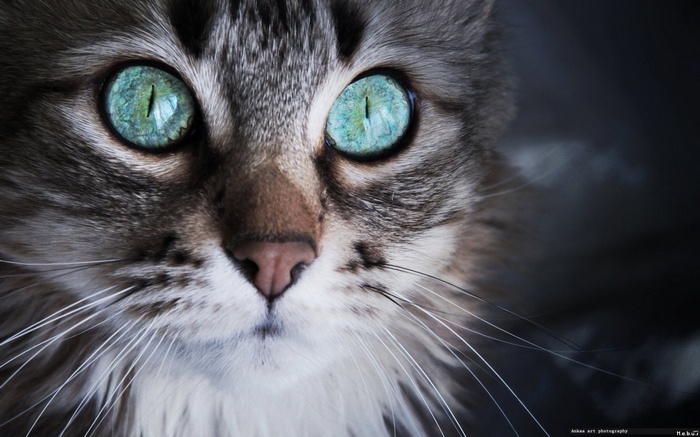 Close-up of a cat with striking blue eyes