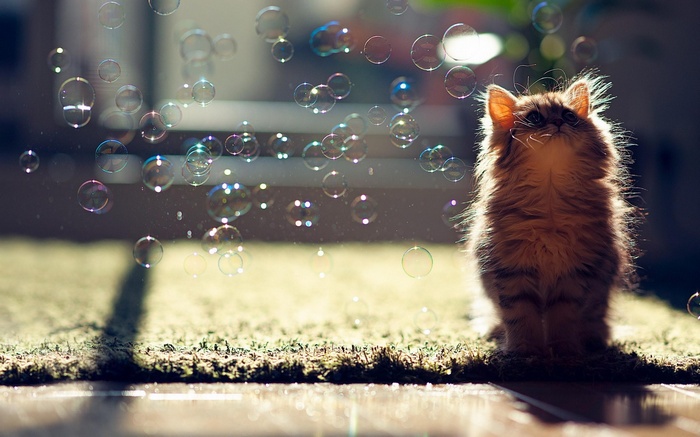 Fluffy kitten looking up at bubbles