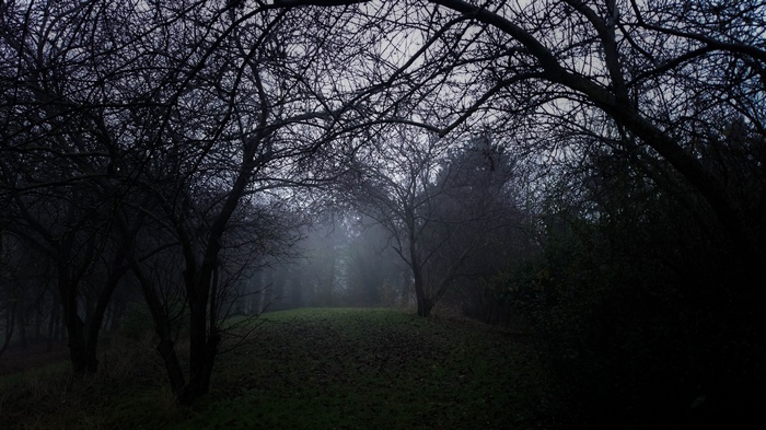 Bare trees in a foggy forest clearing