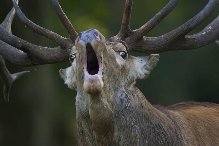 Deer with large antlers roaring with mouth open