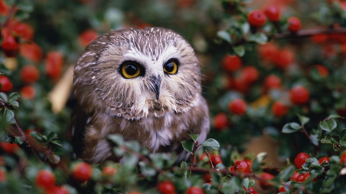 depth of field, nature, owl, baby animals, animals, leaves