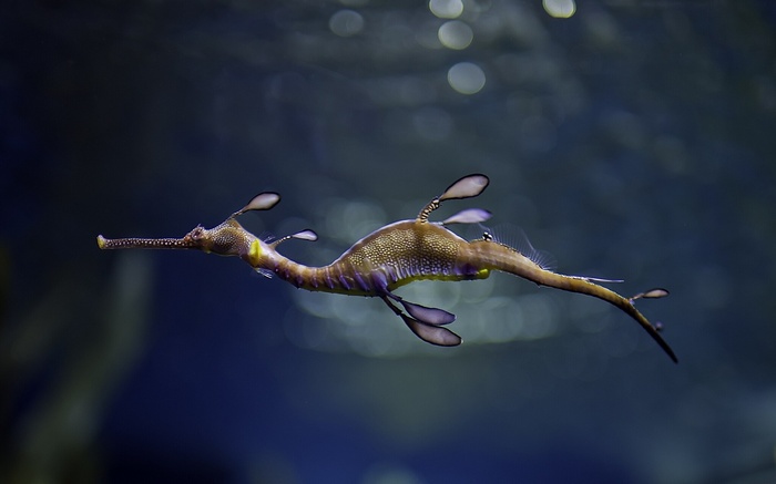 Weedy sea dragon swimming underwater