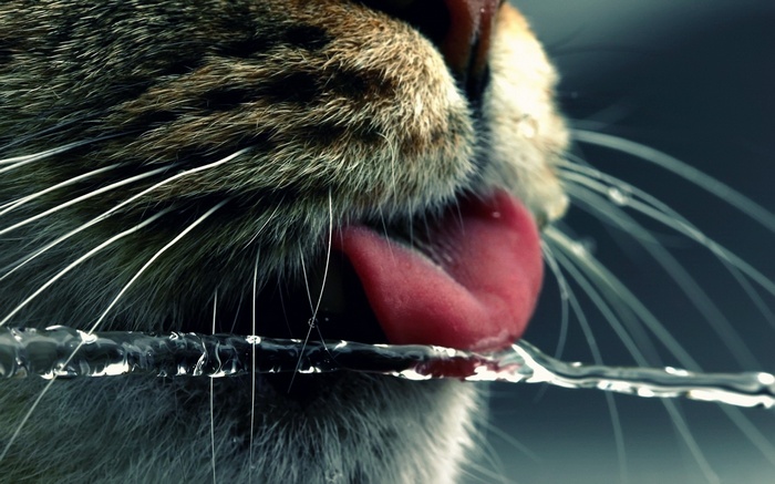 Close-up of a cat drinking water