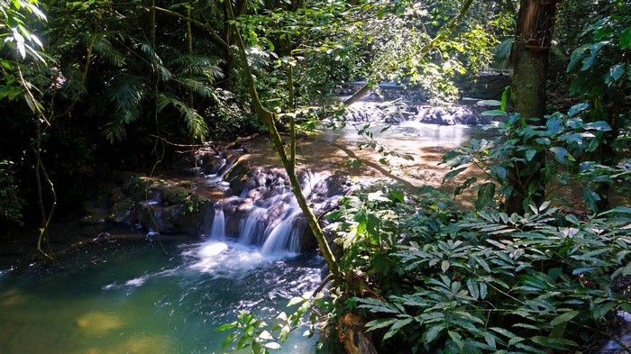 Waterfall in a lush green forest