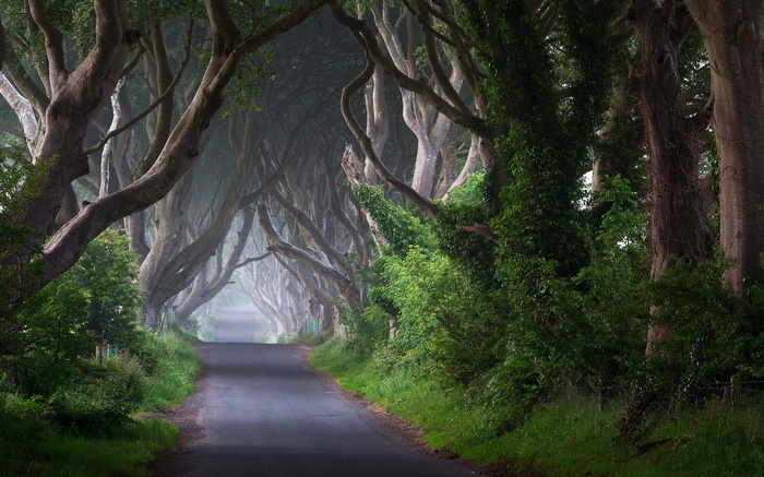 The Dark Hedges road lined with ancient trees