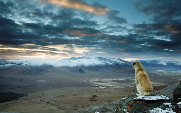 Dog looking at snow-capped mountains under cloudy sky