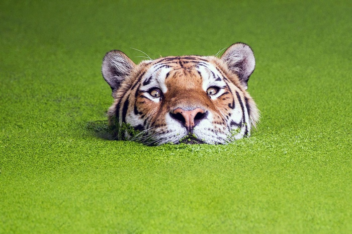 Tiger emerging from green water