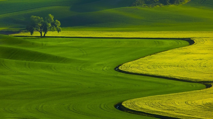 Rolling green and yellow fields with a lone tree