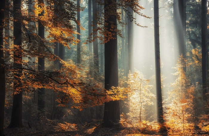 Sunlight filtering through autumn trees in a forest
