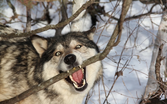 Wolf biting a branch in the snow