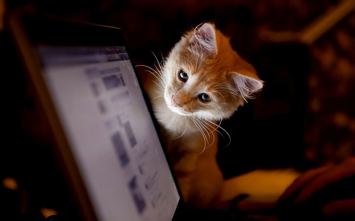 Orange kitten looking at a laptop screen