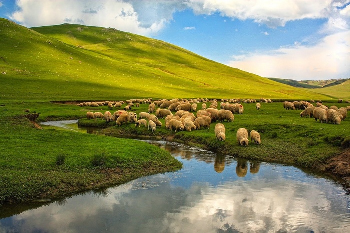 nature, Ordu, landscape, Turkey, plains, animals, sheep, hills, river