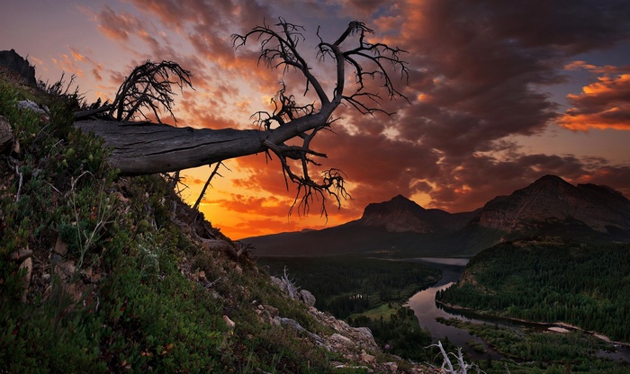 Dead tree overlooking a river and mountains at sunset