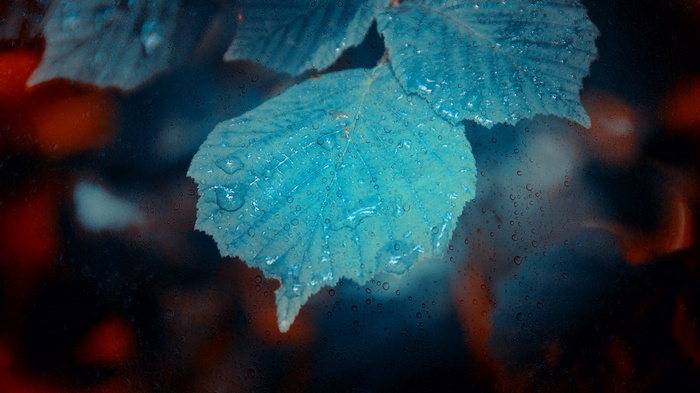 Blue leaves with water droplets on a dark background