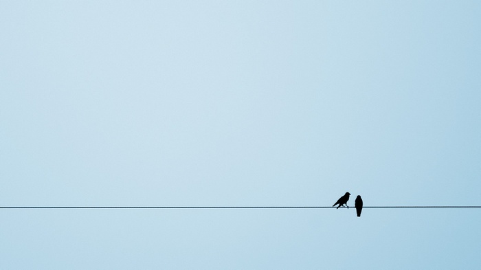 Two birds silhouetted on a wire against a clear sky