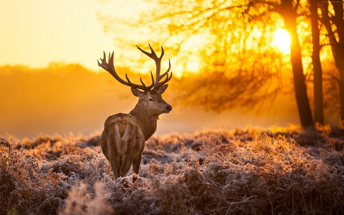 Deer in the golden sunlight of a forest