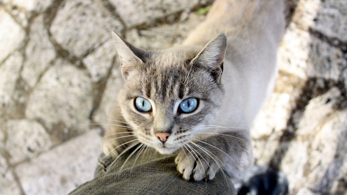 A cat with striking blue eyes on a stone path