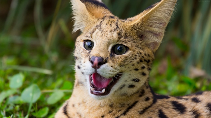 Close-up of a serval cat with mouth open