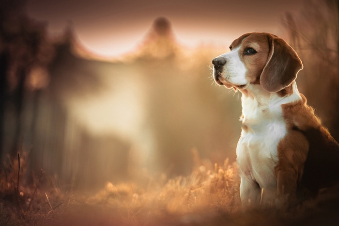 Beagle dog sitting in a field with blurred background