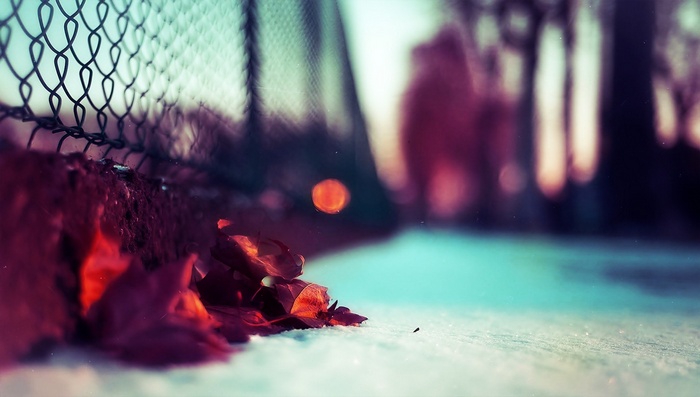 Autumn leaves near a fence with bokeh background