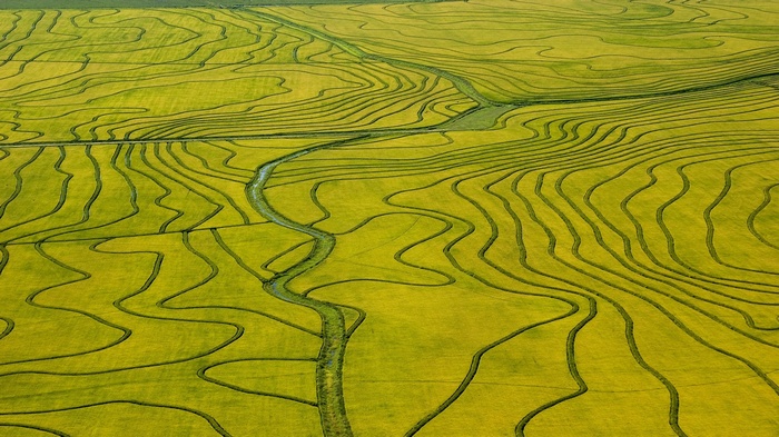 Aerial view of green rice paddies with winding river