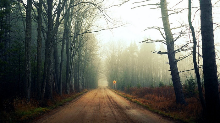 A dirt road through a foggy forest with trees
