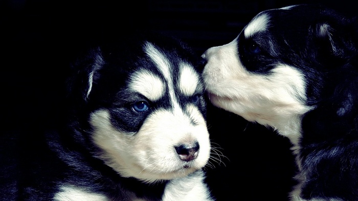 Two Siberian Husky puppies with blue eyes