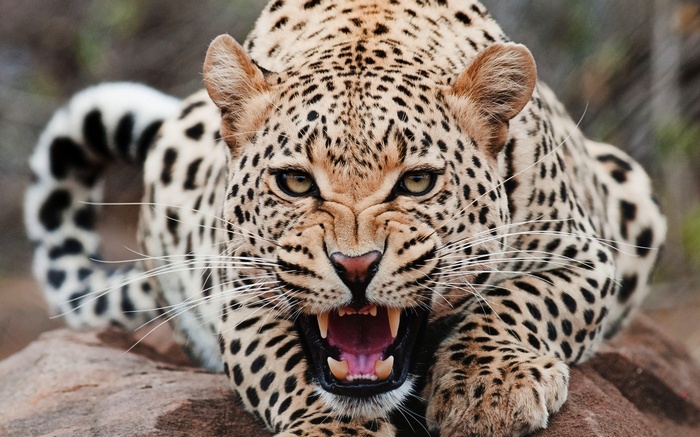 Leopard snarling with mouth open
