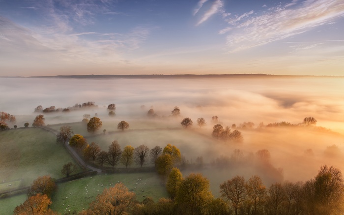 Misty valley with sheep and trees at sunrise