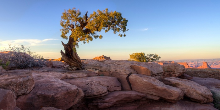 A lone tree on a rocky cliff overlooking a canyon at sunset