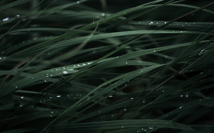 Close-up of wet green grass blades