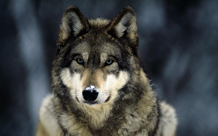 Close-up portrait of a wolf in the snow