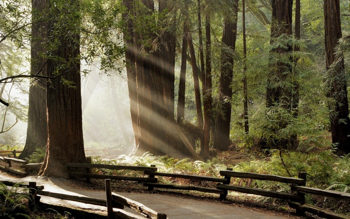 Sun rays in a redwood forest with a wooden fence