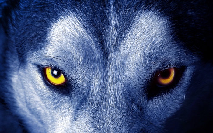 Close-up of a wolf's face with yellow eyes
