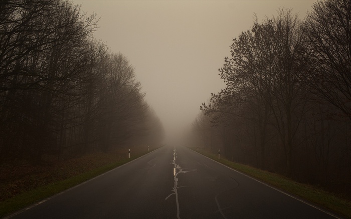A foggy road through a forest with bare trees