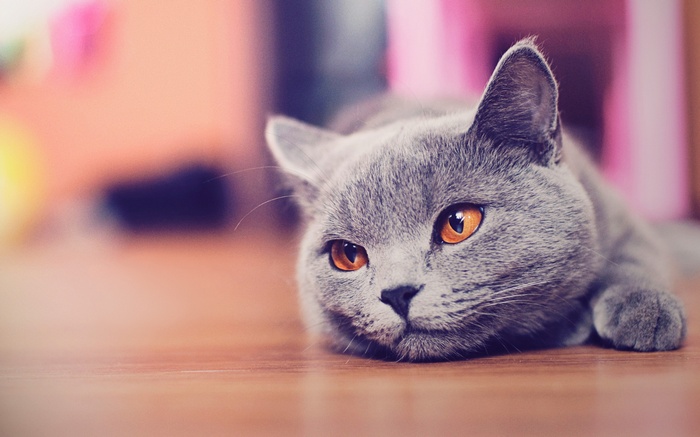 Russian Blue cat lying on a wooden floor