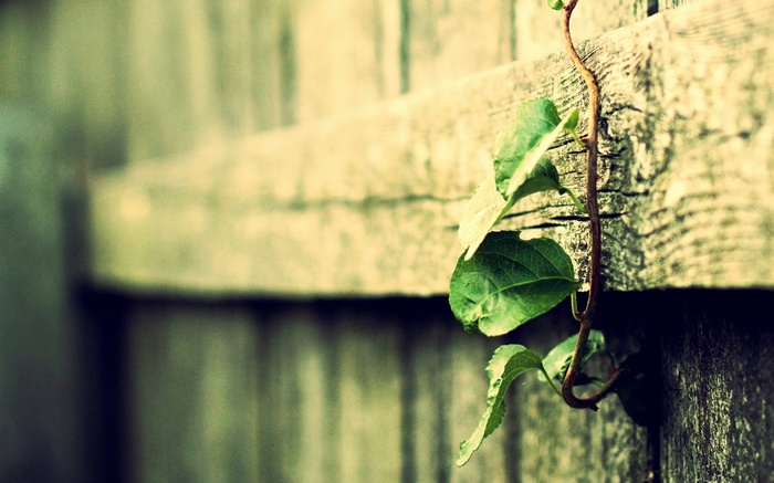 Close-up of green vines growing on a weathered wooden fence