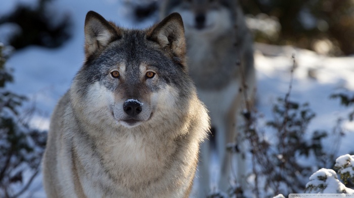 Two wolves in a snowy forest