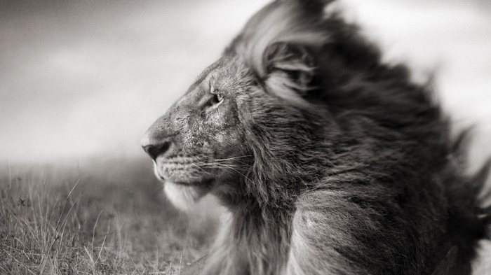Close-up profile of a male lion in tall grass