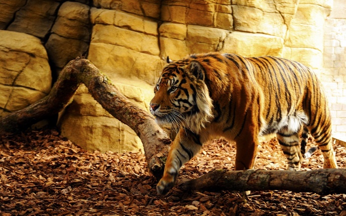 Tiger walking in a rocky enclosure
