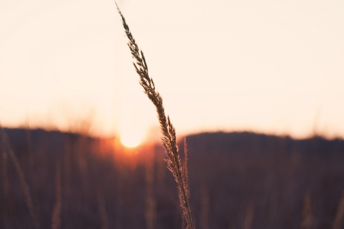 Close-up of a grass stalk against a sunset