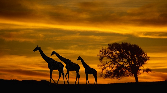 Silhouettes of giraffes and a tree at sunset