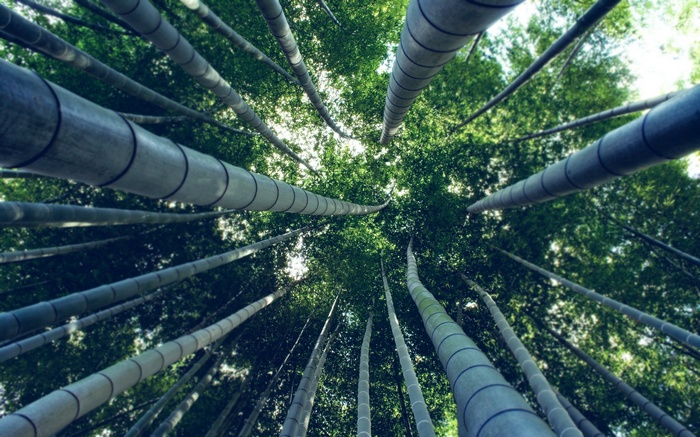 Looking up through a bamboo forest
